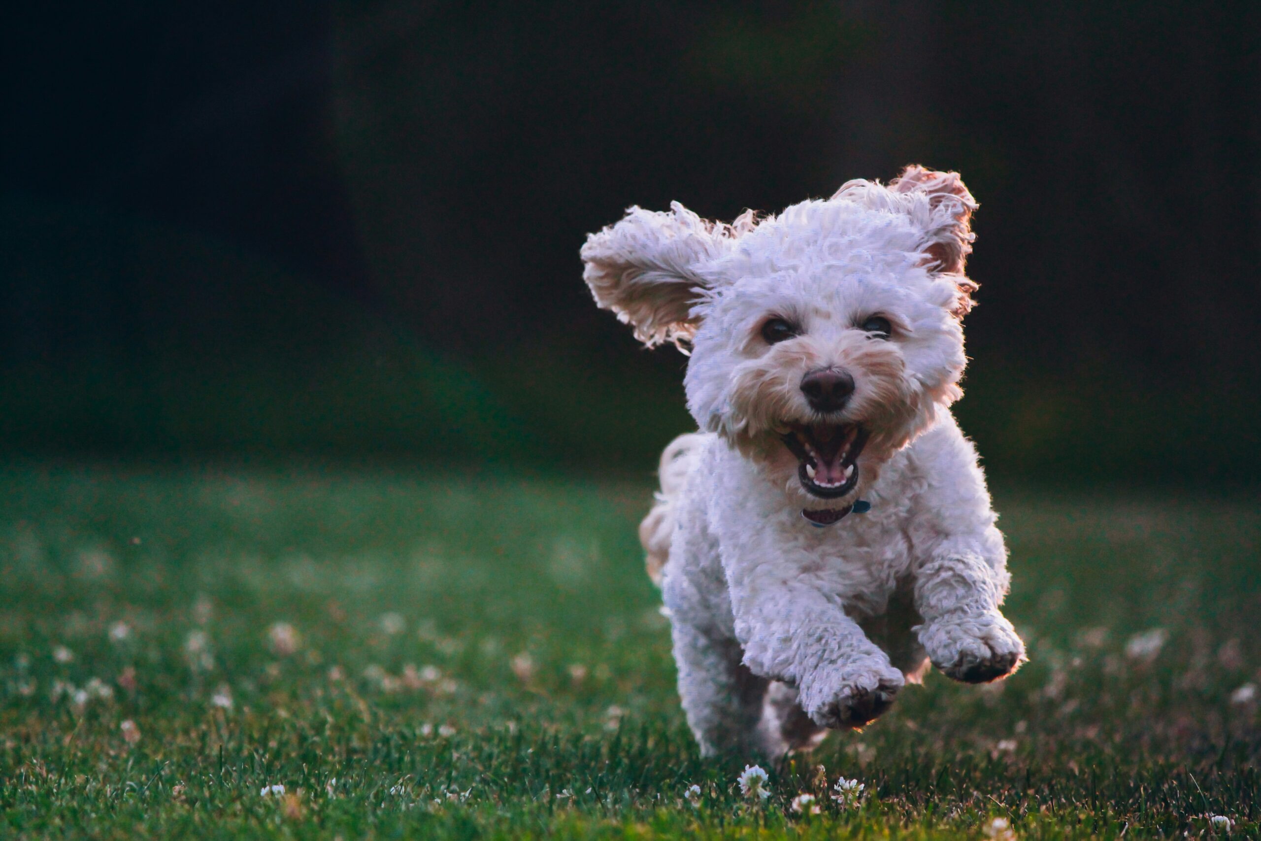 A happy dog being groomed by its smiling owner using an ergonomic mat splitter