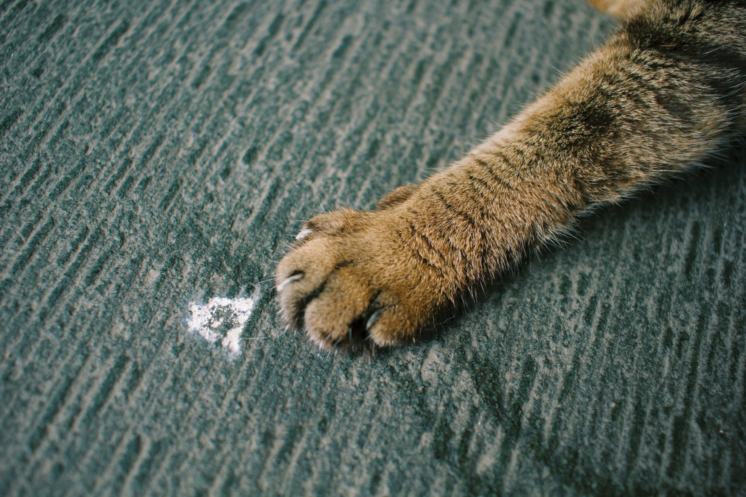 A pet owner using a mat splitter on a dog's coat in a cozy home setting