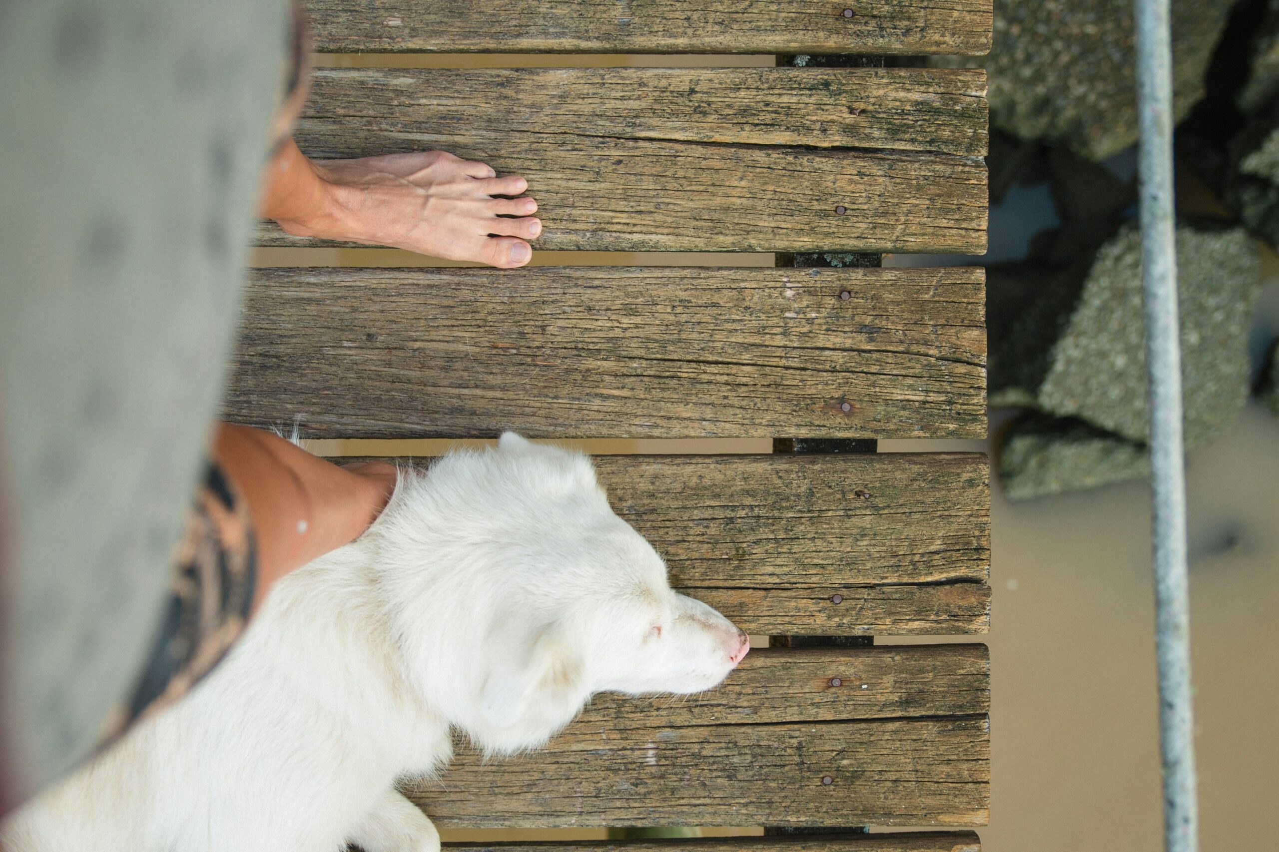 A side-by-side photo of a dog before and after grooming with a mat splitter
