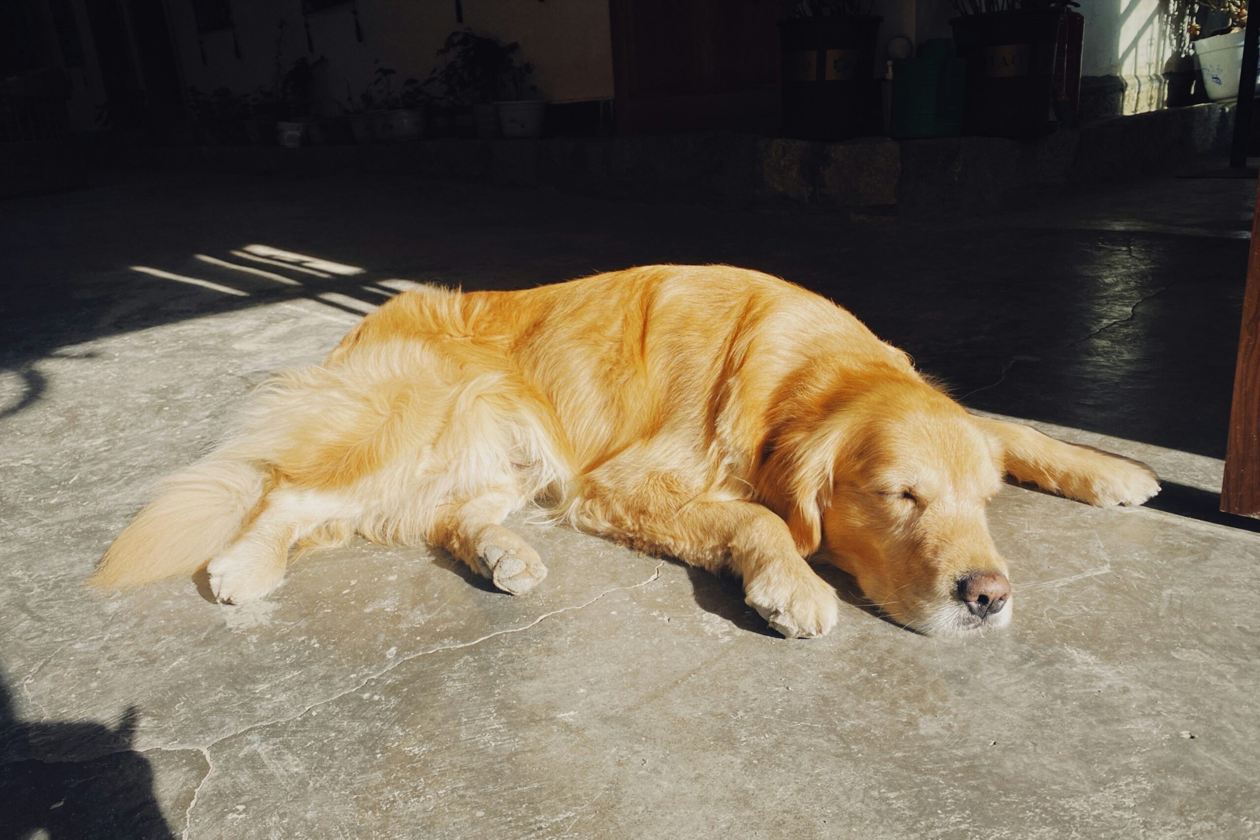 A smiling golden retriever lounging after a successful grooming session