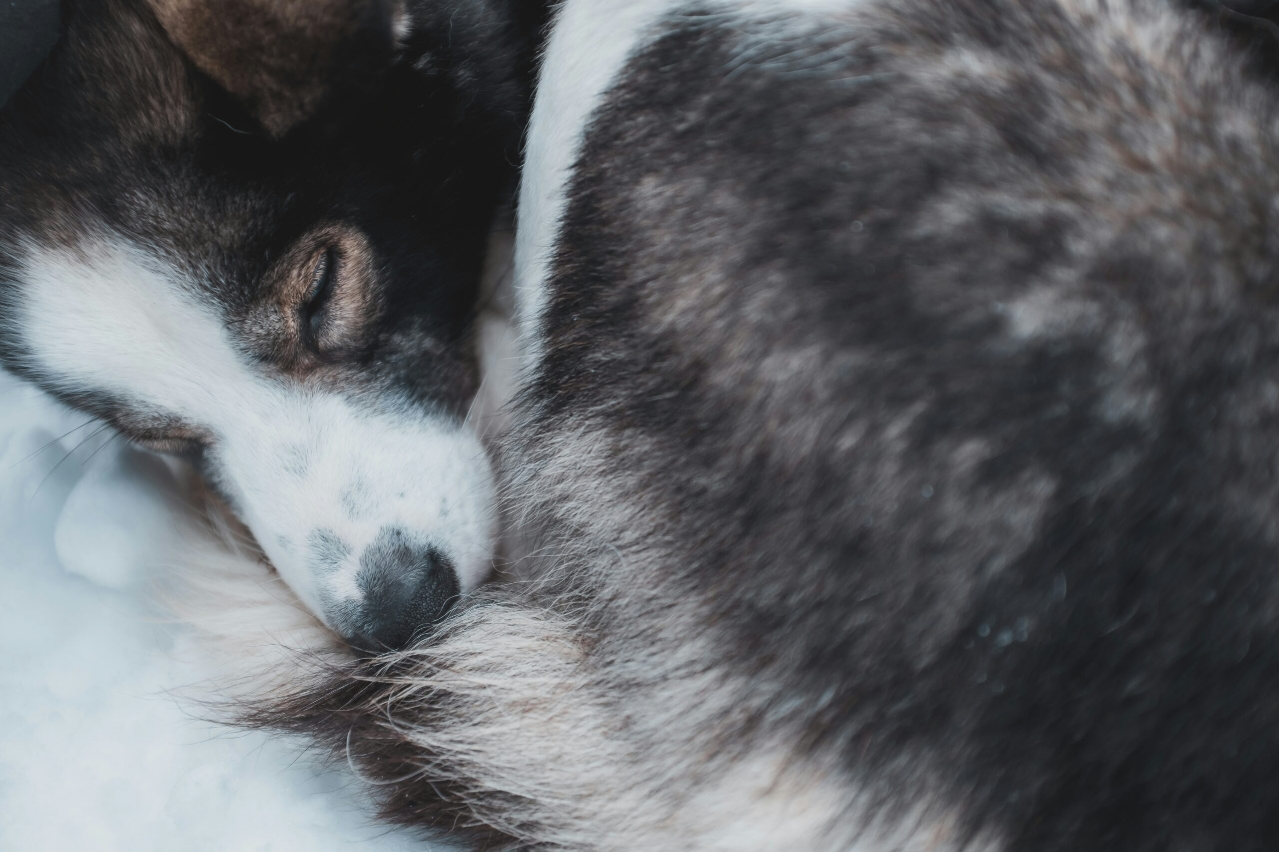 Close-up of hands using a mat splitter with adjustable blade settings on a dog’s fur.