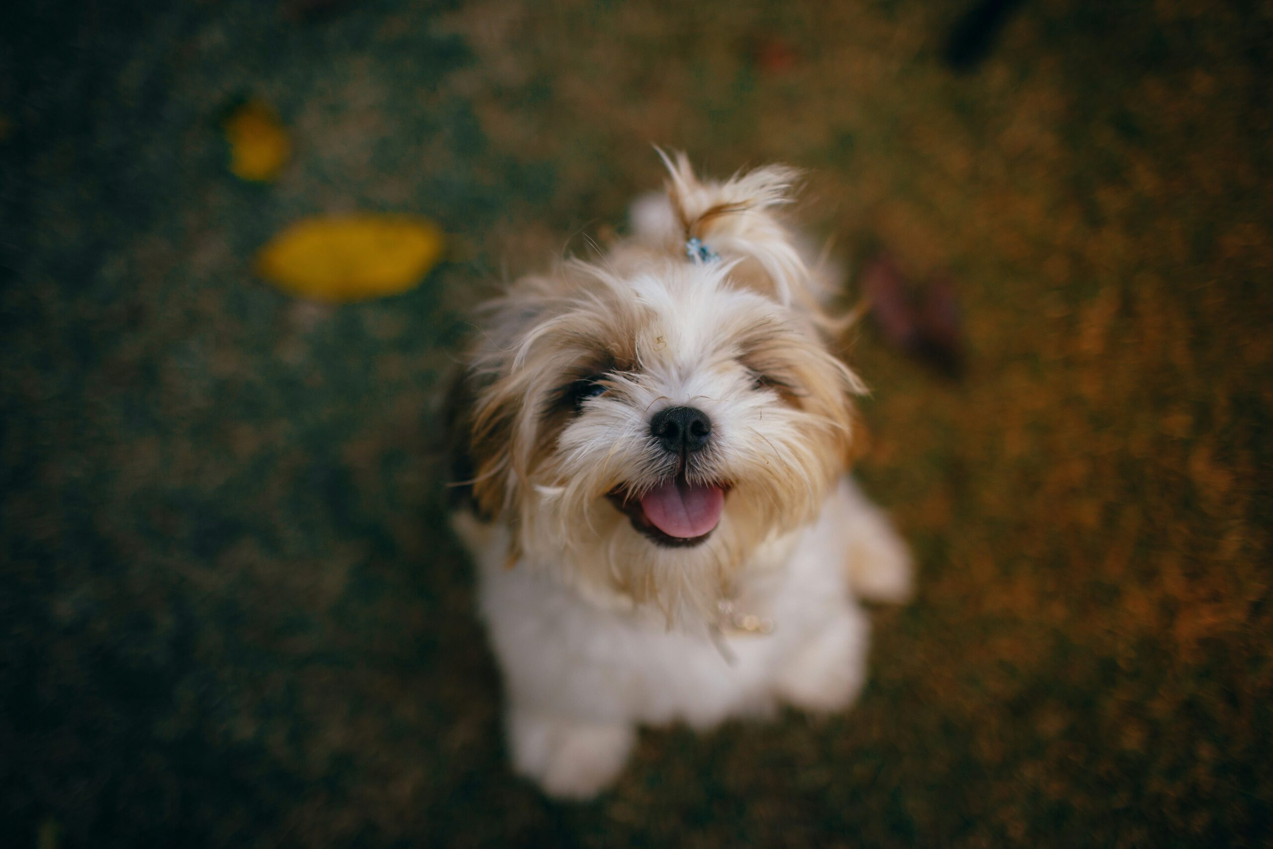 Happy owner holding their freshly groomed Shih Tzu outdoors.