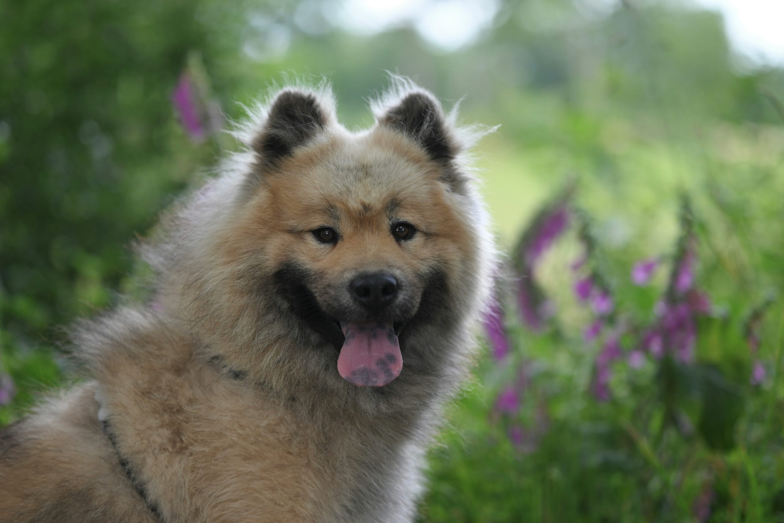 Luna the Pomeranian looking sleek and mat-free post-grooming