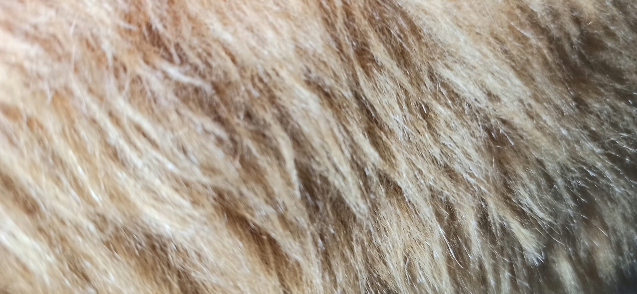 Side-by-side images showing a long-haired cat before and after using a mat splitter with sharp blades.