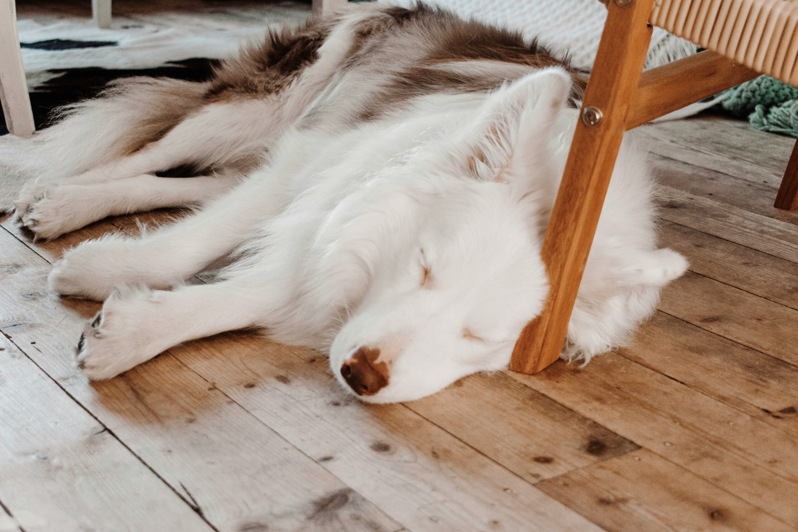 A dog before and after severe mat removal