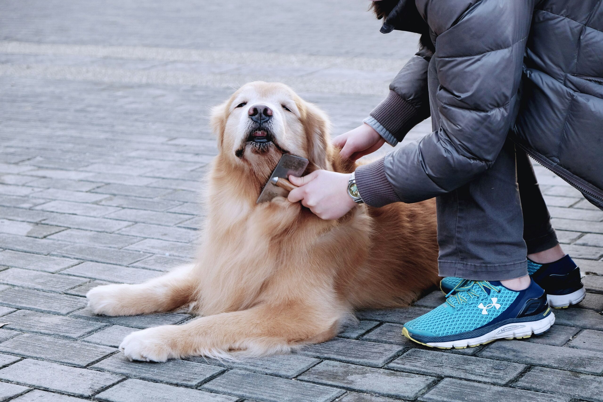 A golden retriever with severely matted fur