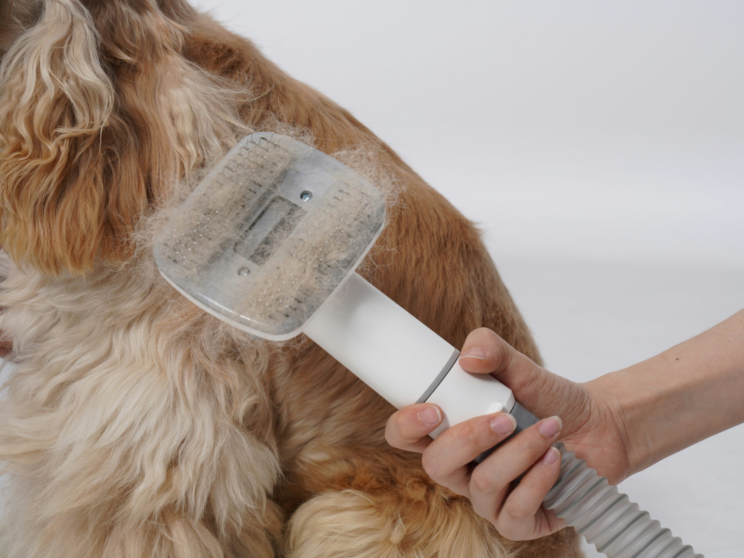 Before and after photos of a dog named Lucy showing dramatic improvement in her coat