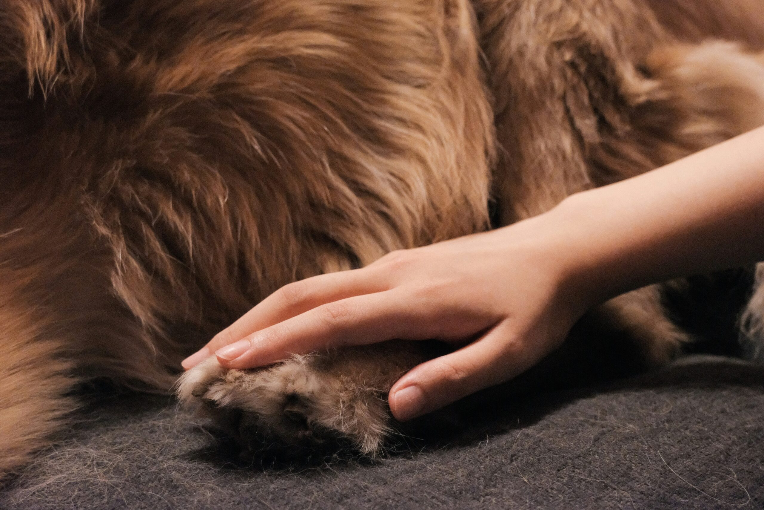 Coat Care Education: Mastering the Art of Mat Splitters in Pet Grooming