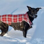 DIY Mat Prevention Techniques: How to Keep Your Pet’s Coat Tangle-Free Without Breaking the Bank