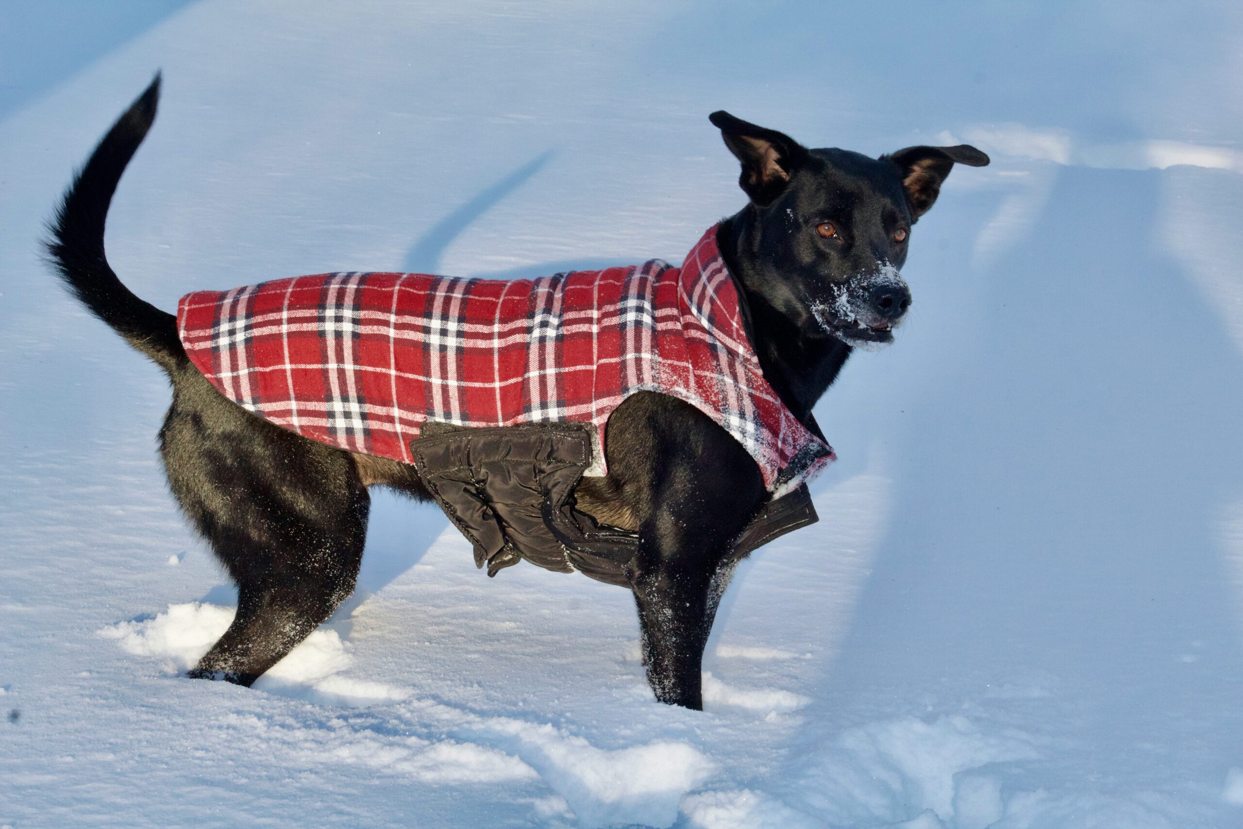 DIY Mat Prevention Techniques: How to Keep Your Pet’s Coat Tangle-Free Without Breaking the Bank