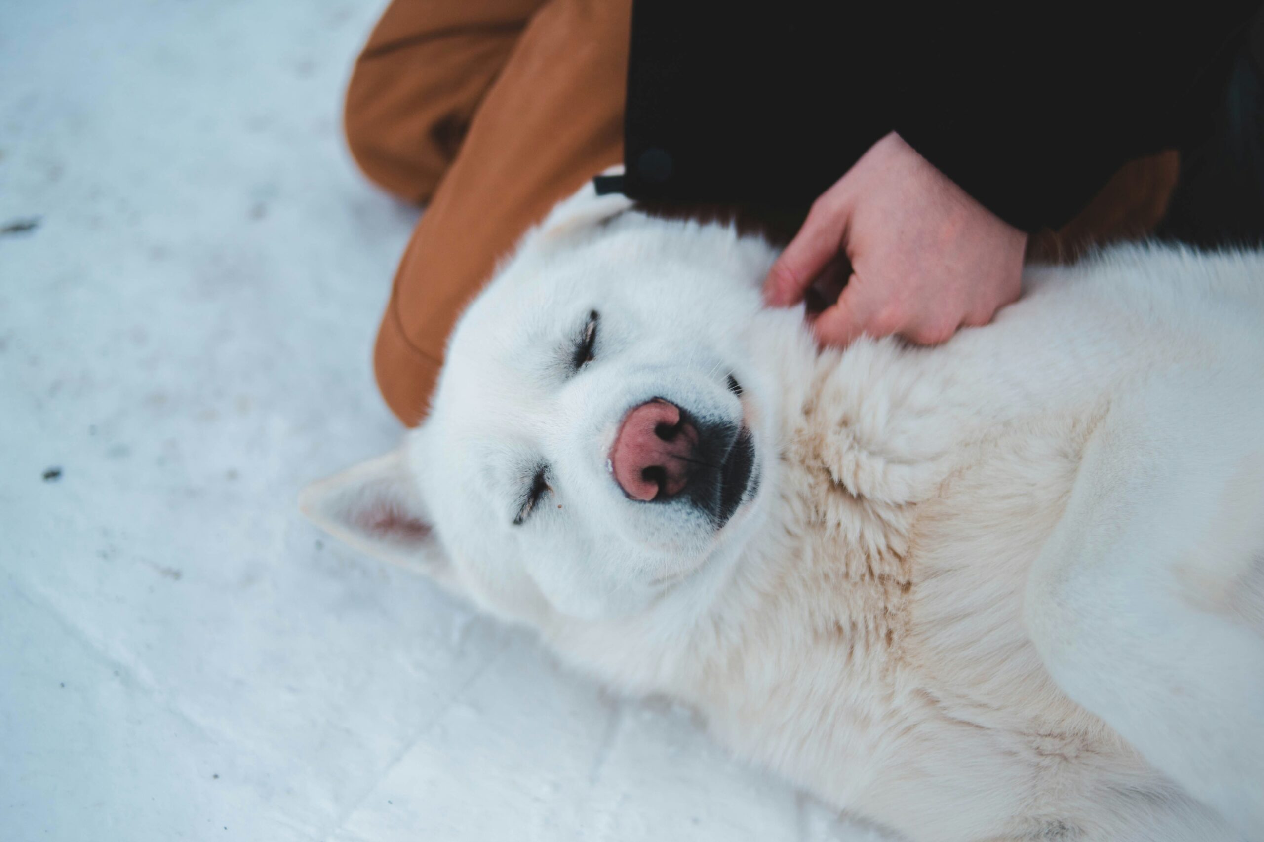 Hands gently parting a dog’s fur to check for small mats