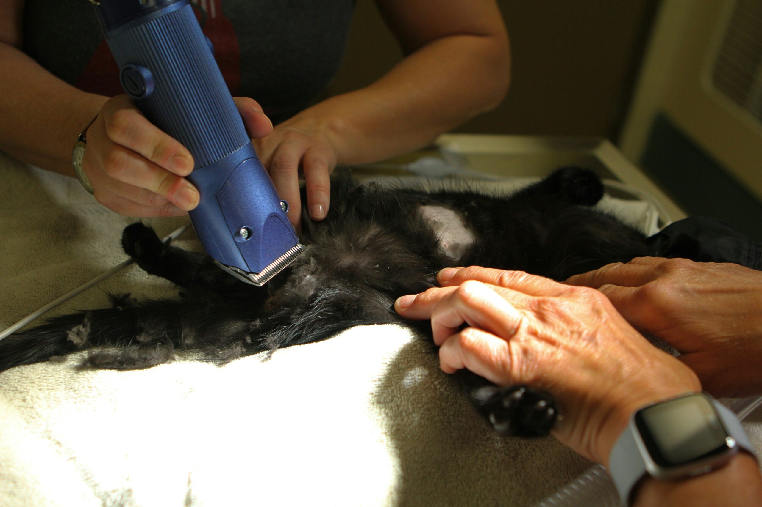 Pet groomer holding a guarded mat splitter tool