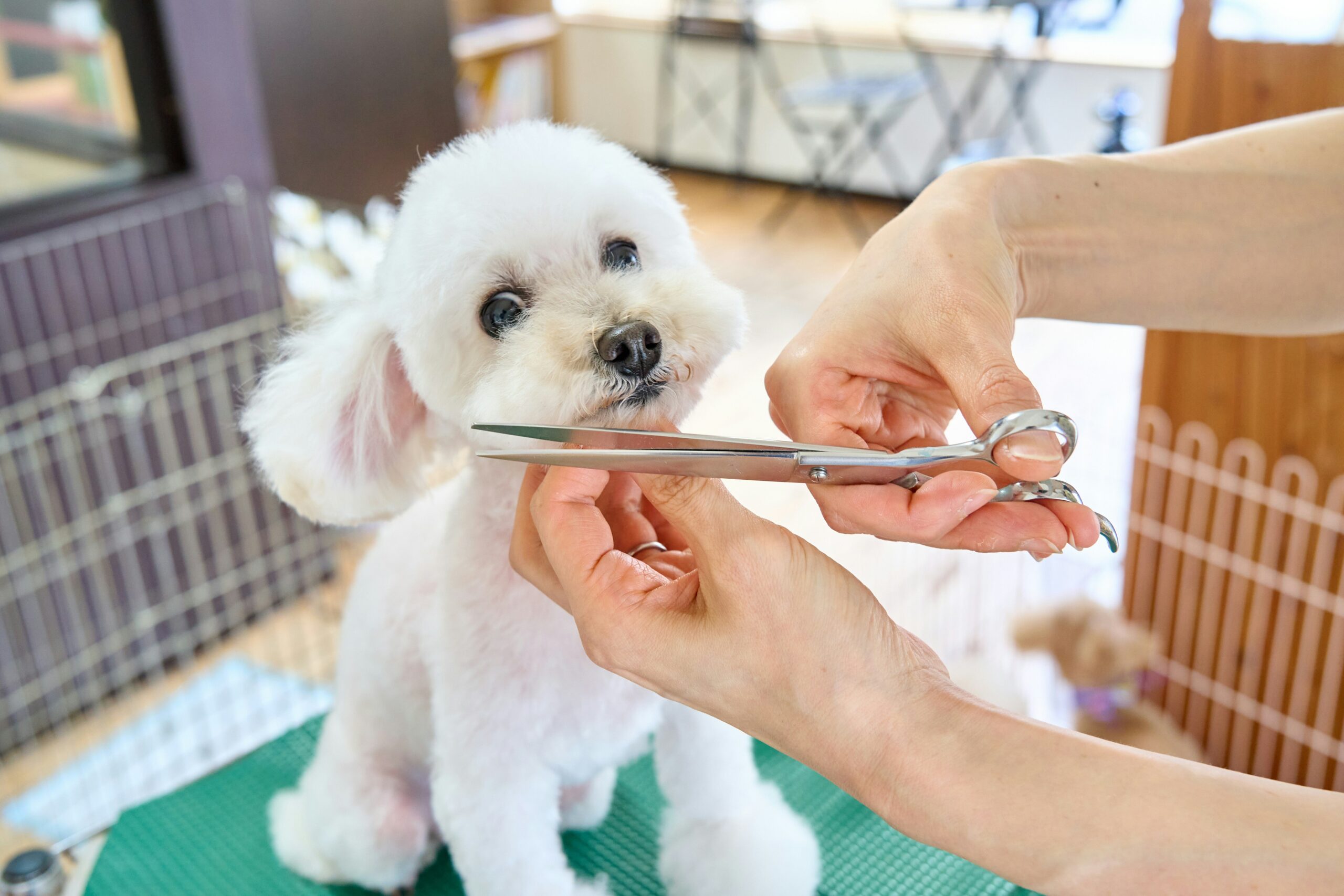 Safety Guards for Tools: The Unsung Heroes of Pet Grooming