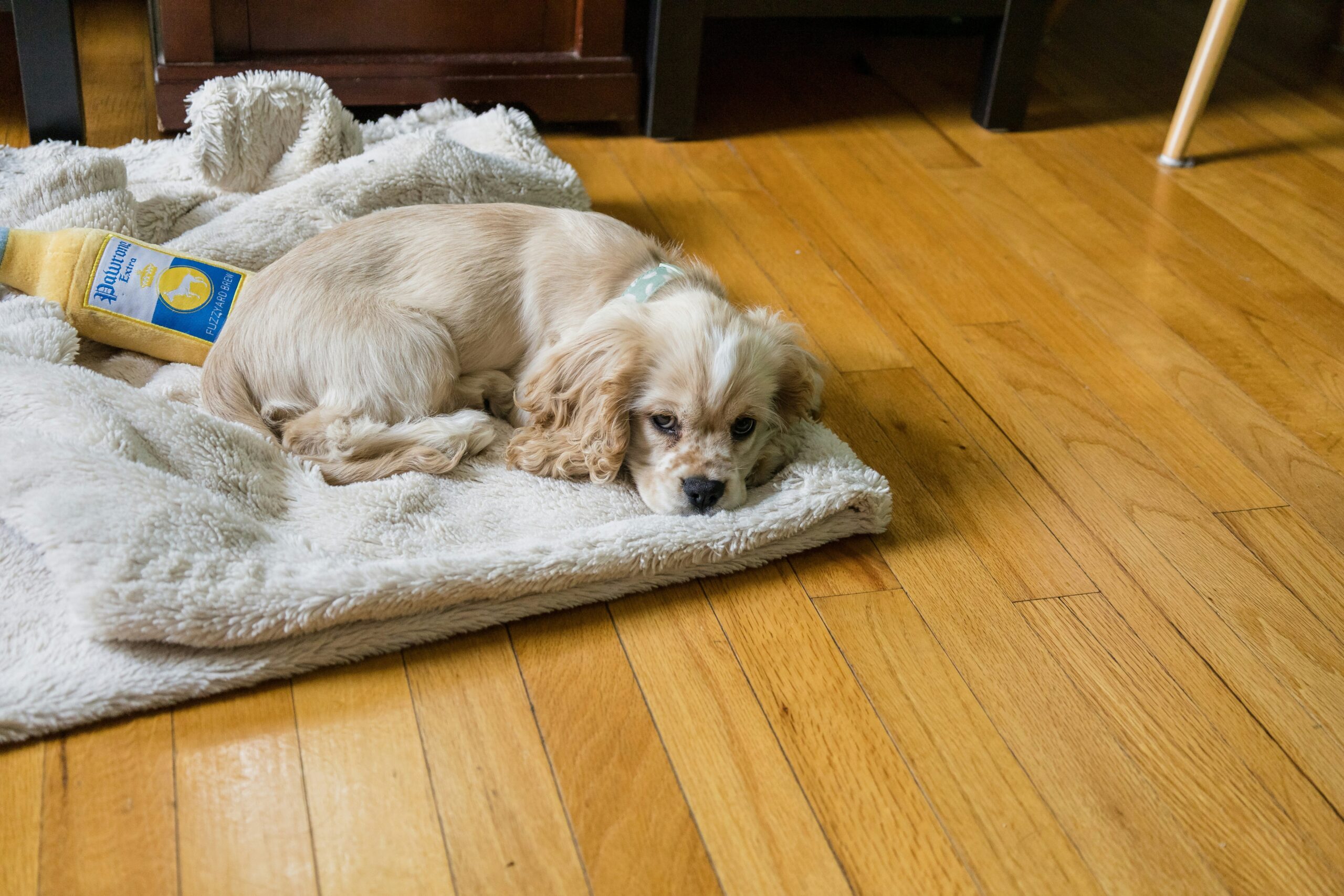 Woman brushing her dog's coat with a slicker brush and mat splitter nearby