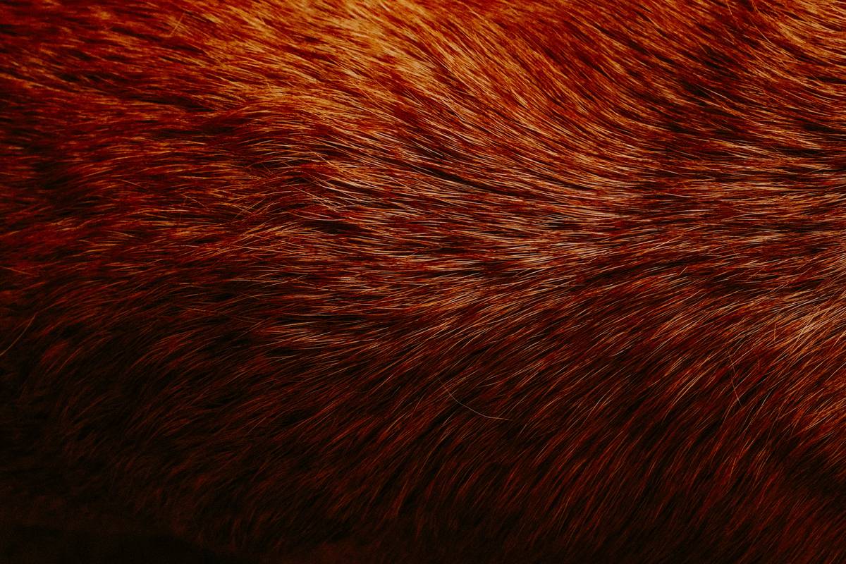 Close-up image showing a pet's fur with severe matting