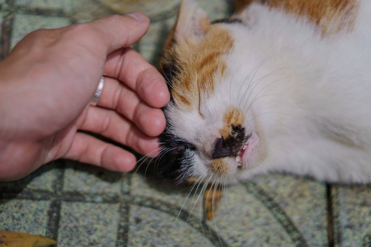 Mat Splitter Safe Use: How to Groom Your Pet Without the Stress