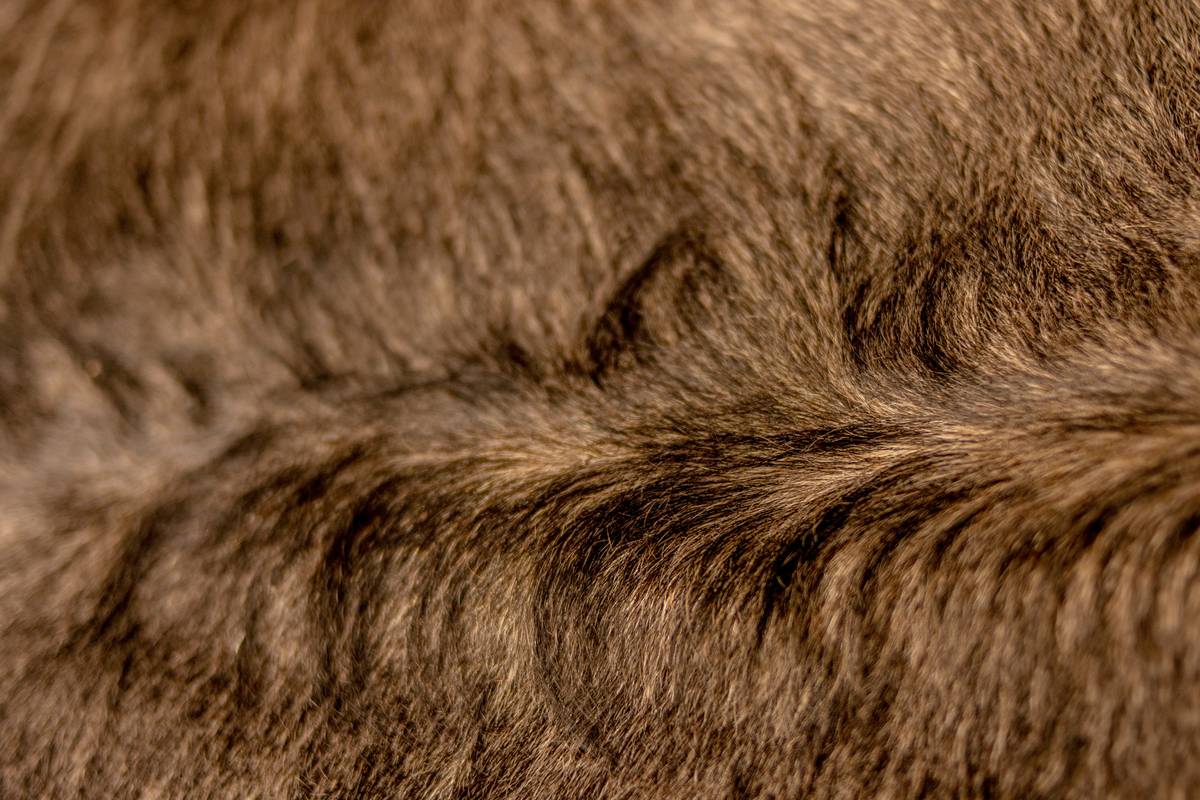The Ultimate Mat Control Tip: Unraveling the Mystery of Pet Grooming Products