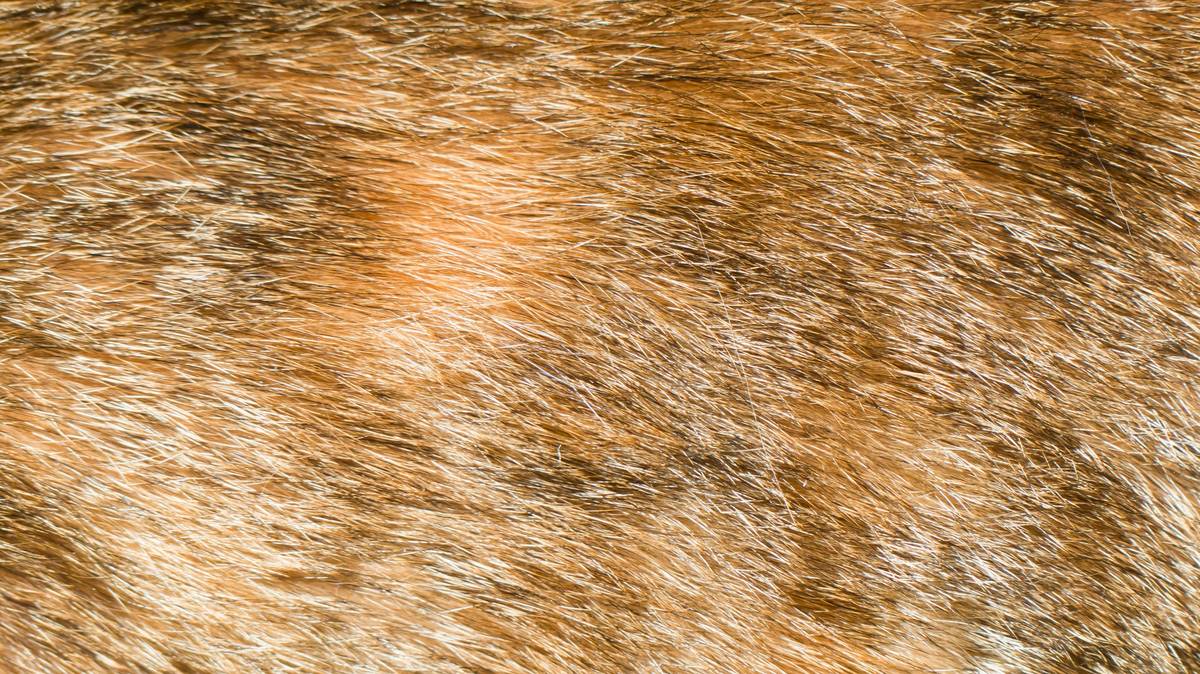 A close-up image showing matted fur on a dog's back.