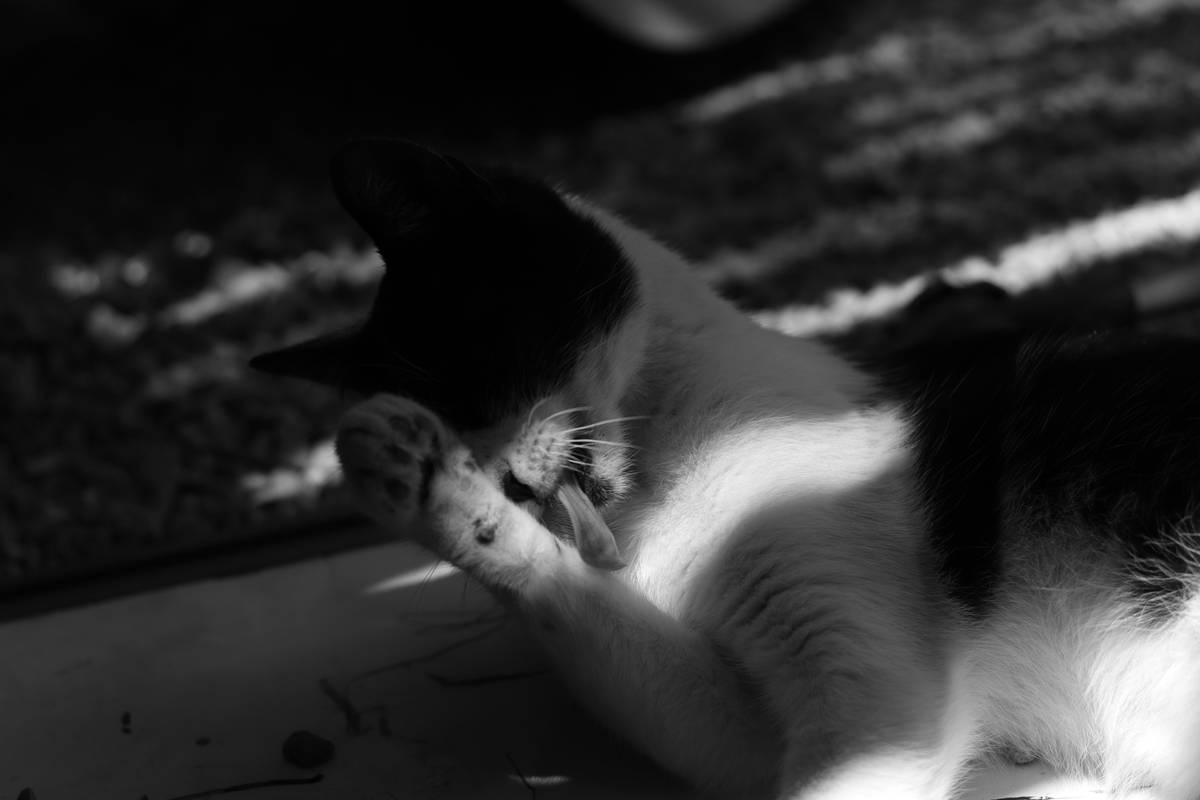 A satisfied owner smiling while holding a newly degmatted golden retriever.