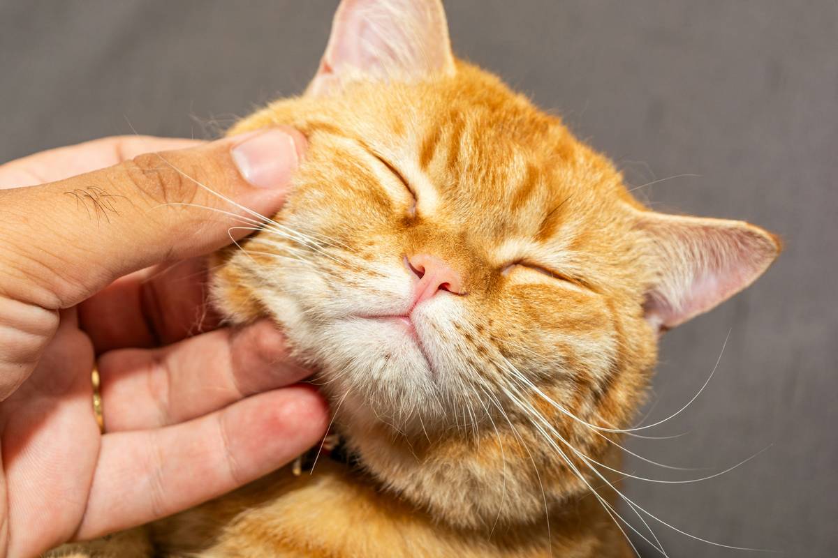 Before and after photo showing successful mat removal