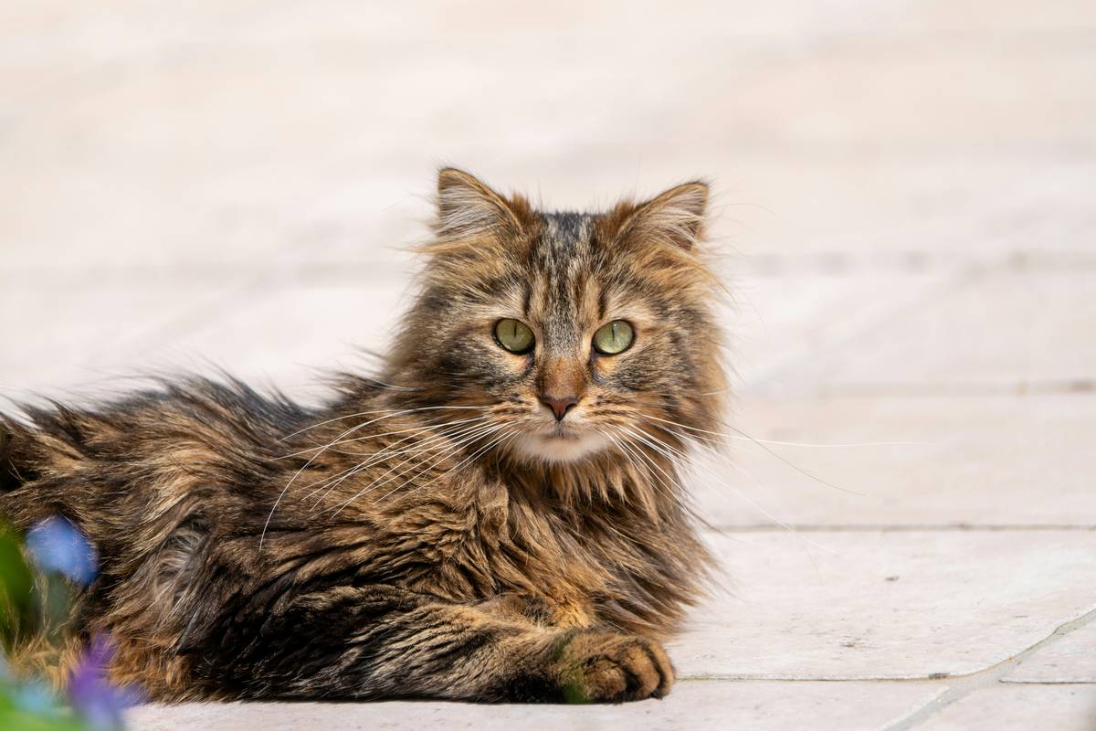 How to Master Fur Mat Avoidance: The Secret Weapon Your Pet Needs