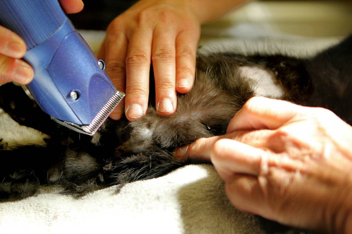 Pet groomer smiling at camera with a happy dog