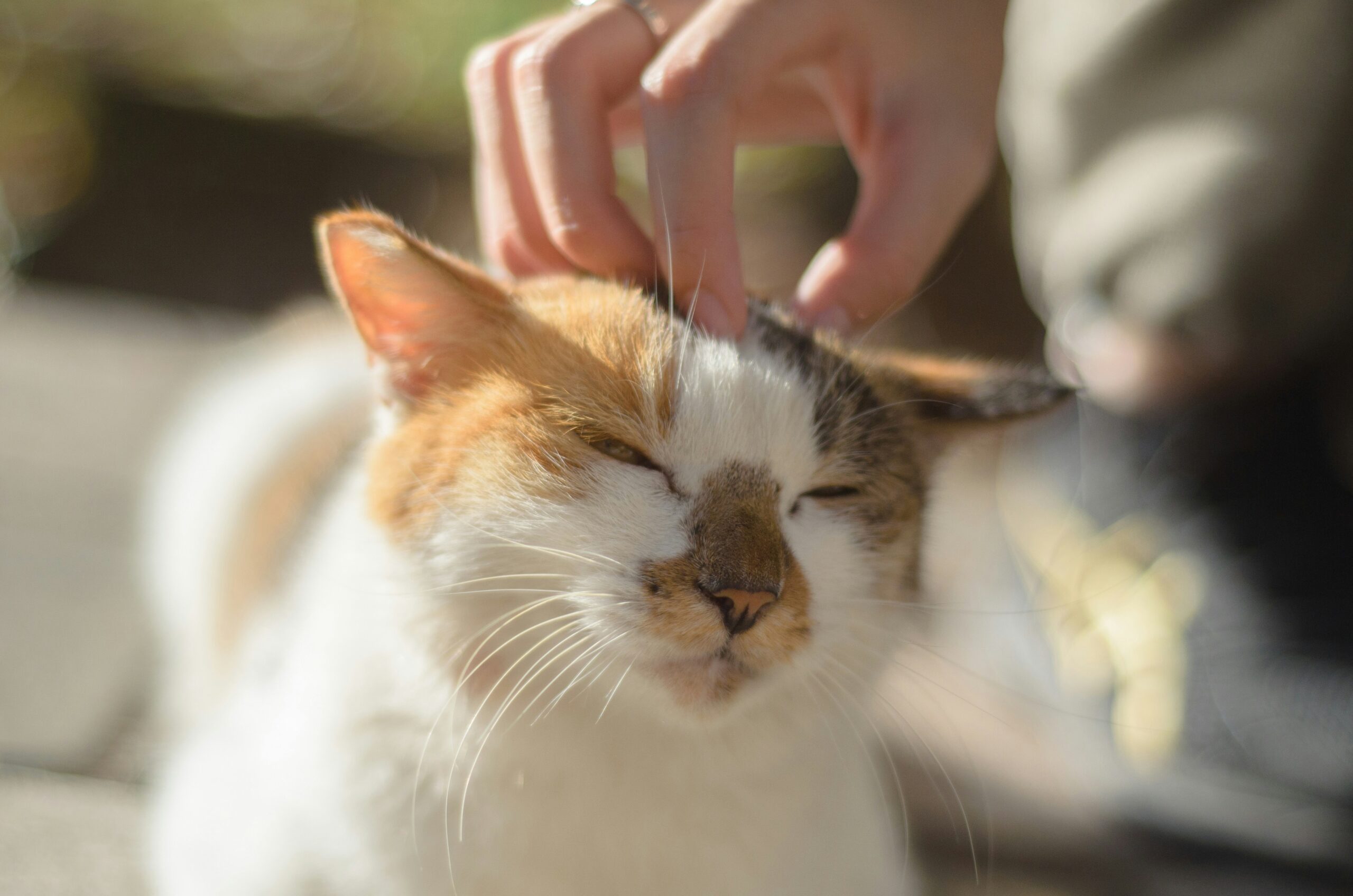 a close up of a person petting a cat
