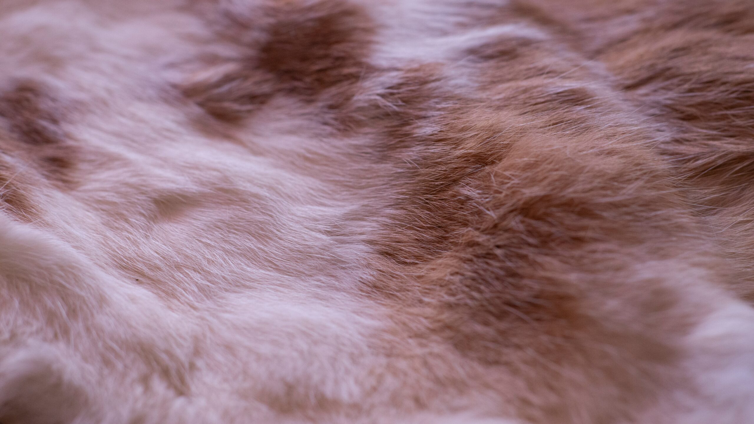 white and brown fur textile