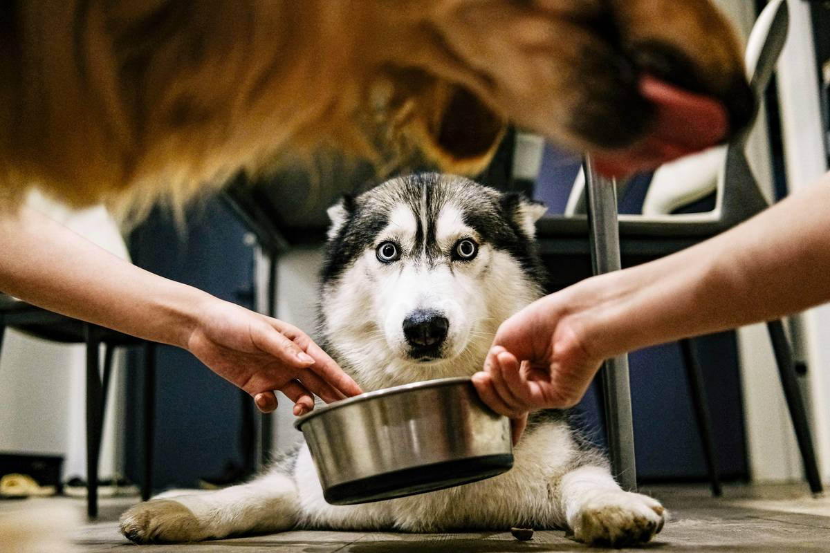 A close-up image showing a professional groomer safely using a mat splitter on a dog