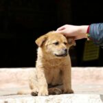 Mastering Mat Splitter Safe Handling: Pro Tips for Happy, Healthy Pets