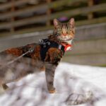 The Ultimate Tool Safety Splitter Guide for Pet Grooming: How to Avoid Mat Disasters